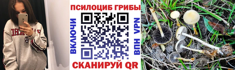 blacksprut tor  Данков  Галлюциногенные грибы MAGIC MUSHROOMS 